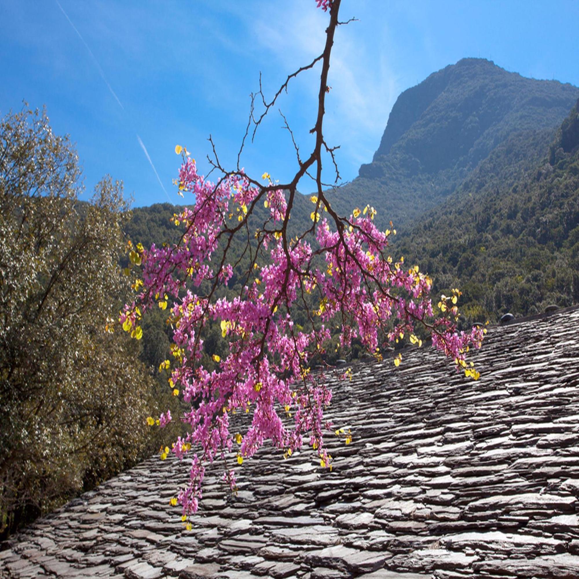 Les Gites Du Cap Corse Nonza Phòng bức ảnh